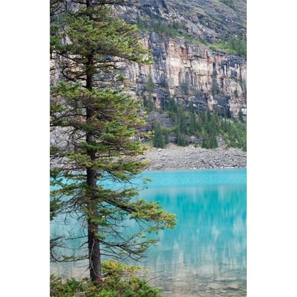 Posterazzi PDDCN02RKL0005 Arbre de Pin Parc National du Lac Moraine Banff Canada Affiche Imprimée par Raymond Klass - 19 x 28 Po.