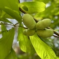 thumbnail image 5 of Set 2 Pawpaw Live Plant 6-12 Inches Tall, Edible Fruit Tree for Home Gardens, Pawpaw Plant Live for Garden Patio, 5 of 5