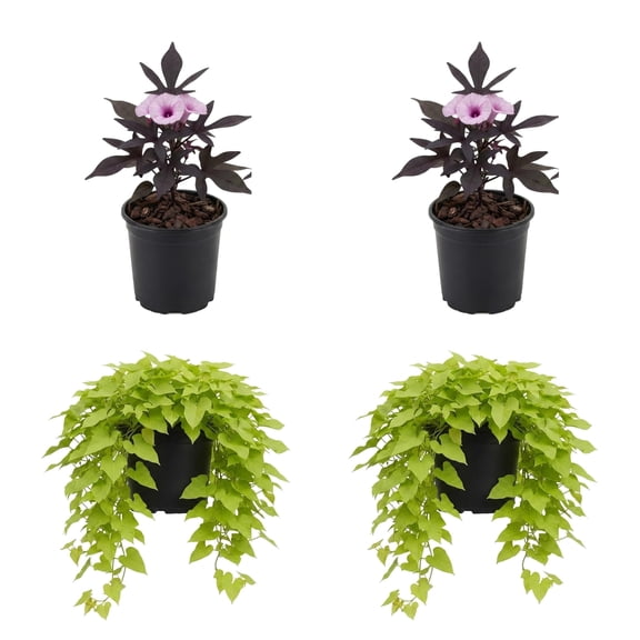 Marguarita & Blackie Mix Sweet Potato Vine Starter Plants - 4 Live Plants, Full Sun, Ships Bare Root