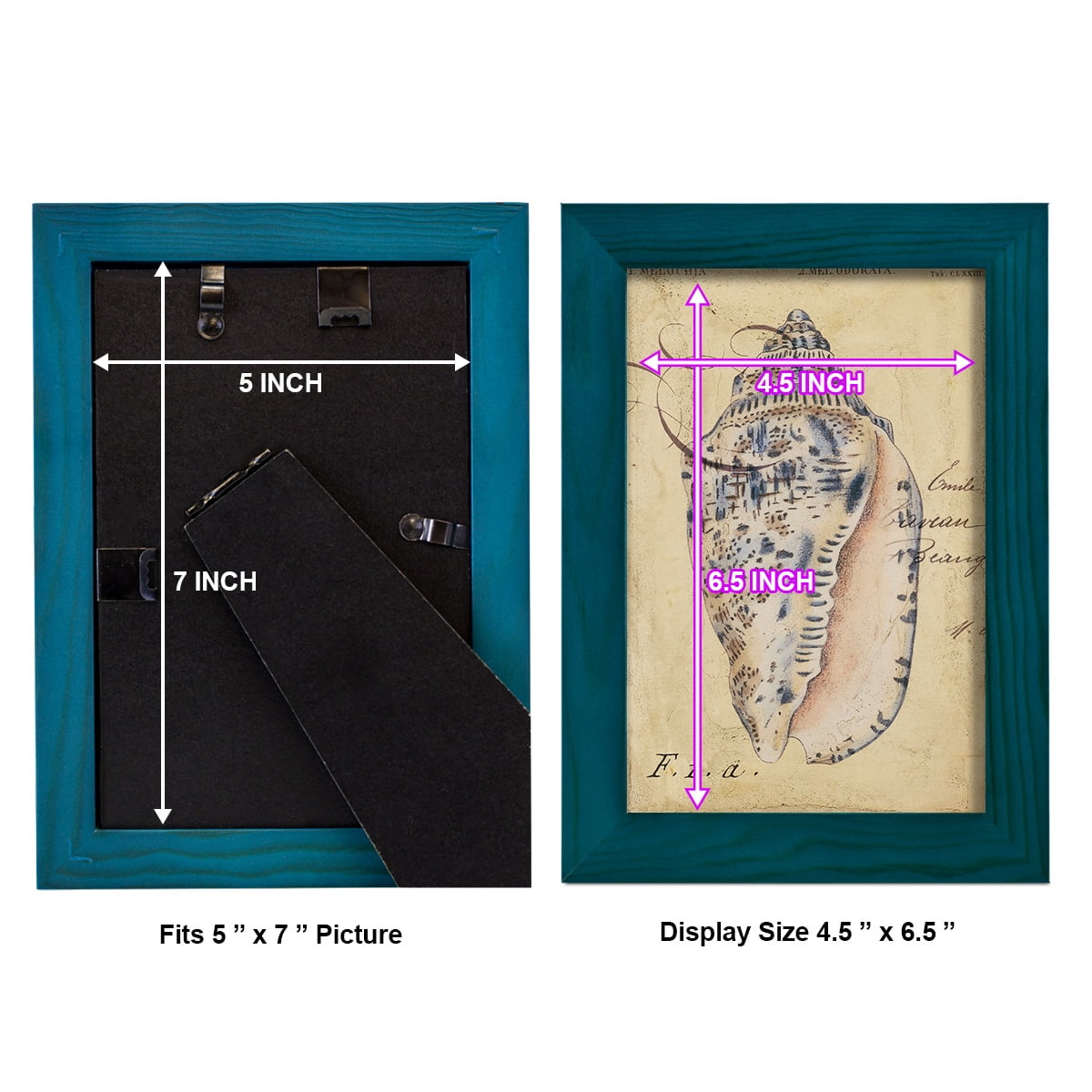 Seashell Ephemera I - Framed Print w/glass - Ocean Blue