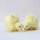 thumbnail image 4 of 1 pieza, nueva simulación, pollito de peluche encantador, juguete de Pascua, muñeco de Animal realista, regalo de cumpleaños y Navidad para niños, cognición de educación temprana TUNC Sencillez, 4 of 5