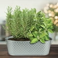 thumbnail image 3 of Buzzy Seeds Rosemary Seeds for Plant Indoors and Sage Seeds - Holiday Herb Garden Indoor Starter Kit, 3 of 5