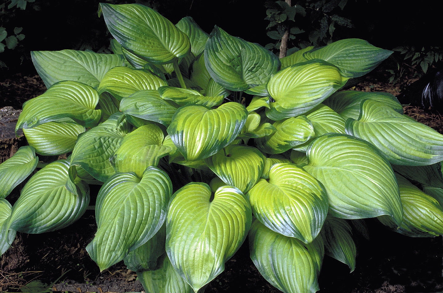 Guacamole Hosta HOSTA OF THE YEAR 2002 Live Plant