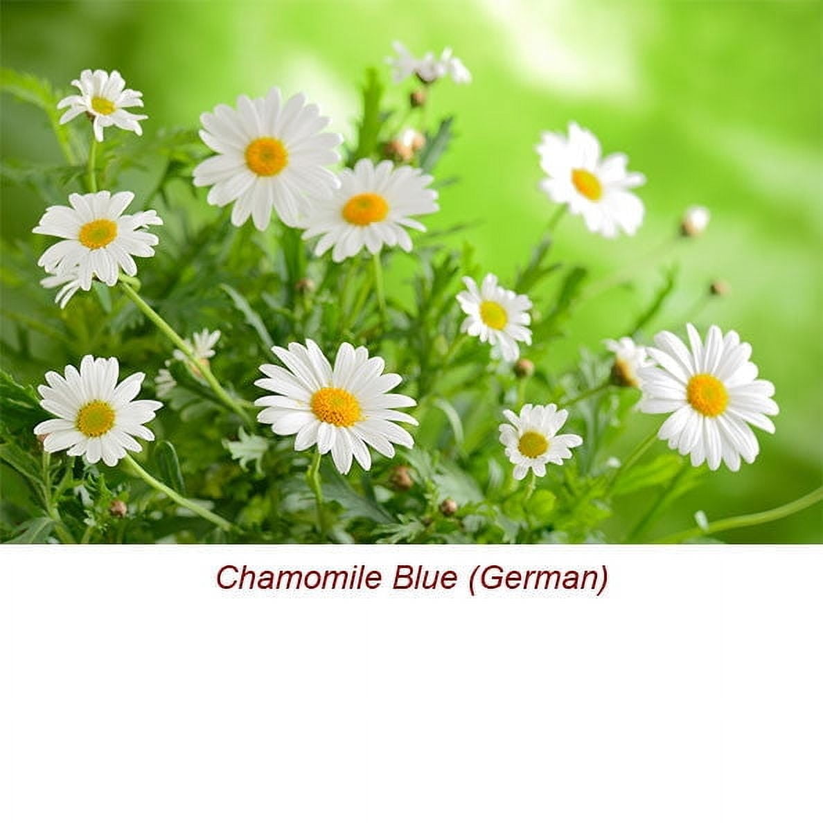 Chamomile Blue German Essential Oil 10 ml (1/3 fl oz) - 100% Pure and Natural by Silky Scents
