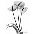 thumbnail image 2 of Koetsier, Albert 19x24 Black Ornate Wood Framed with Double Matting Museum Art Print Titled - Anthurium Triple in BandW, 2 of 4