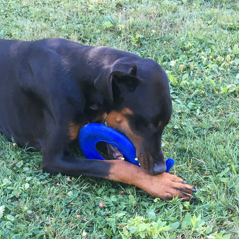 Tough frisbees hotsell for dogs