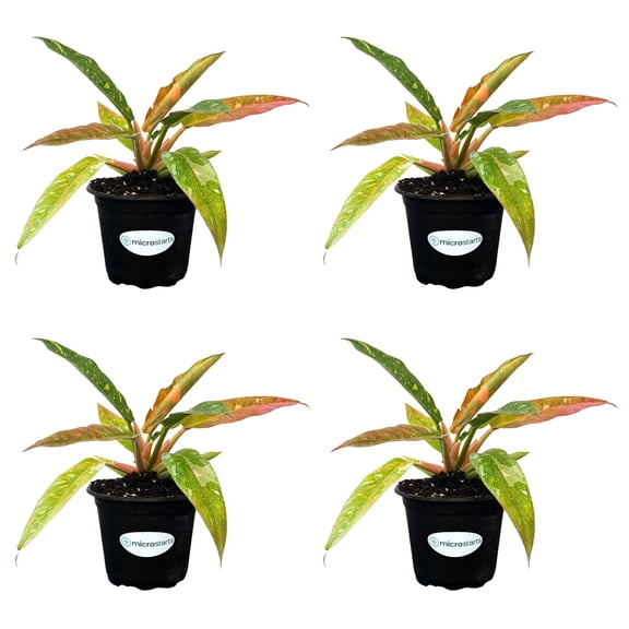 MicroStarts Live Variegated Ring of Fire Philodendron Plant - 4 Plants in 4 inch pots