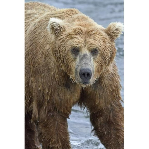 Close Up Portrait of A Brown Bear Standing in Brooks River Katmai National Park & Preserve Southwest Alaska Poster Print by Gary Schultz, 12 x 19