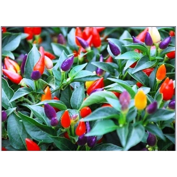 PEPPER,Chilli, 50 Seeds, "BOLIVIAN RAINBOW" CHILI PEPPER( C. annuum) Heirloom