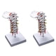 thumbnail image 1 of 2X Vértebra Cervical Arteria Columna Vertebral Nervios Vertebrales Modelo AnatóMico Anatomía para la Ciencia Estudio en El Aula Exhibición Doctora Modelo Médico, 1 of 5