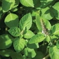 thumbnail image 5 of Holy Basil Tulsi Basil Plant Herbs Certified Organic 3.5 inch pots, 5 of 6