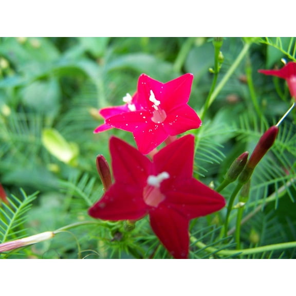 Cardinal Climber Ipomoea Vine Vining Flower Seed Packet for Planting