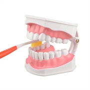 2 Times Enlarge Dental Teeth Model