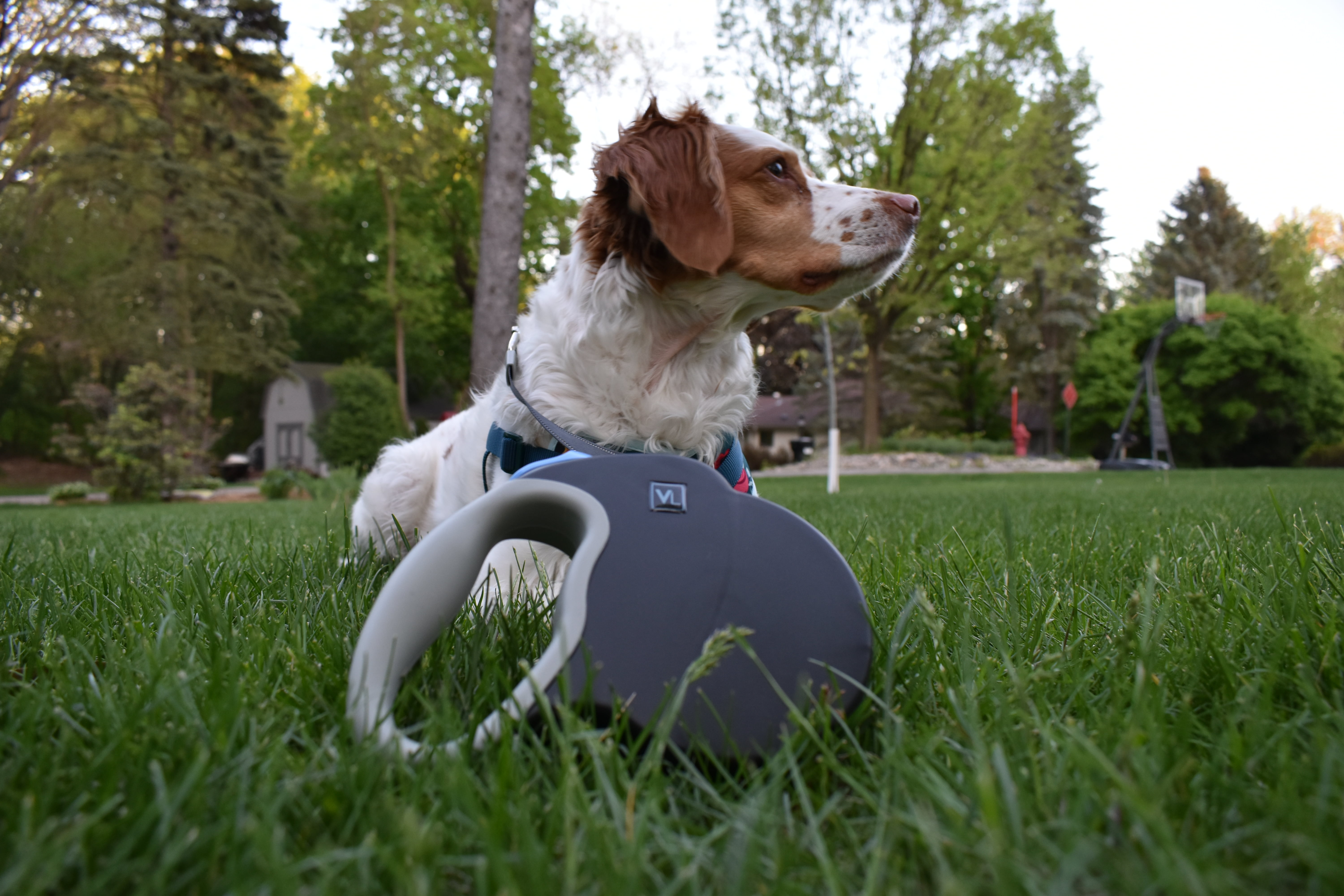 Vibrant Life 16' Heavy Duty Nylon Reflective Retractable Dog Leash, Black, XXS/S