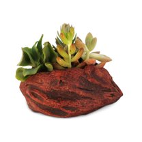 Ceramic Wood Plant Pot | Indoor Planter for Succulents & Flowers (Redwood Clam Shell)