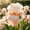 C, variant on Garden Iris for Yard Borders, Landscaping & Containers-Easy Grow-Low Effort-Ideal for Plant Pots & Planters