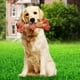 thumbnail image 2 of Hueso Para Perros Juguete Dental Chico Sabor Tocino, 2 of 3