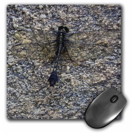 3dRose  Dragonfly on rock  MousePad price history on PriceWatchPro
