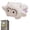 B, variant on Magnetic Plush Cat Car Decor, Funny Car Magnets | 2027 New 5.51 in Animal Ornament, Cute Magnetic Decoration for Dashboard, Side Mirror, Refrigerator, Locker, for Cats Lovers