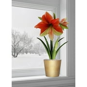 Amaryllis Half & Half - Prepotted