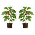 thumbnail image 2 of Raspberry Caroline Starter Plants - Set of 2, Full Sun, USDA Zones 4-8, Ships Bare Root, No Pot, 2 of 8