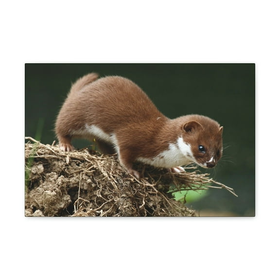 Weasel Hunting Weasel on Hunt Print Animal Wall Art Wildlife Canvas Prints Wall Art Ready to Hang Unframed