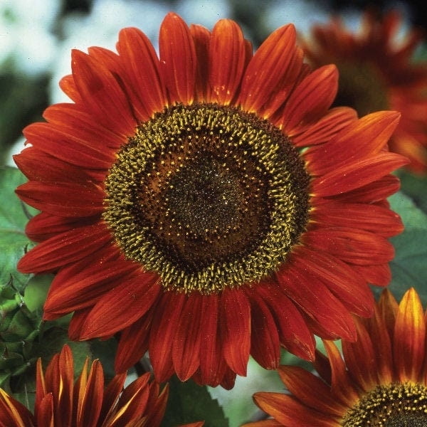 Heirloom Flower Seeds Many Branches & Blooms 50ct Red Sun Red Sunflower Seeds 