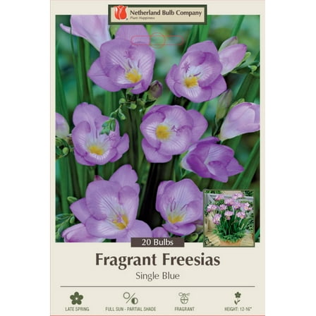 Blue Single Freesia - 20 Bulbs - Indoors/Out - Fragrant - 6/  cm Bulbs