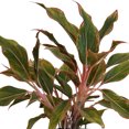 thumbnail image 2 of United Nursery Aglaonema Siam Aurora Plant Live Indoor Houseplant in Pastel Yellow Tin Pot Ships 14-17 inches Tall, 2 of 3