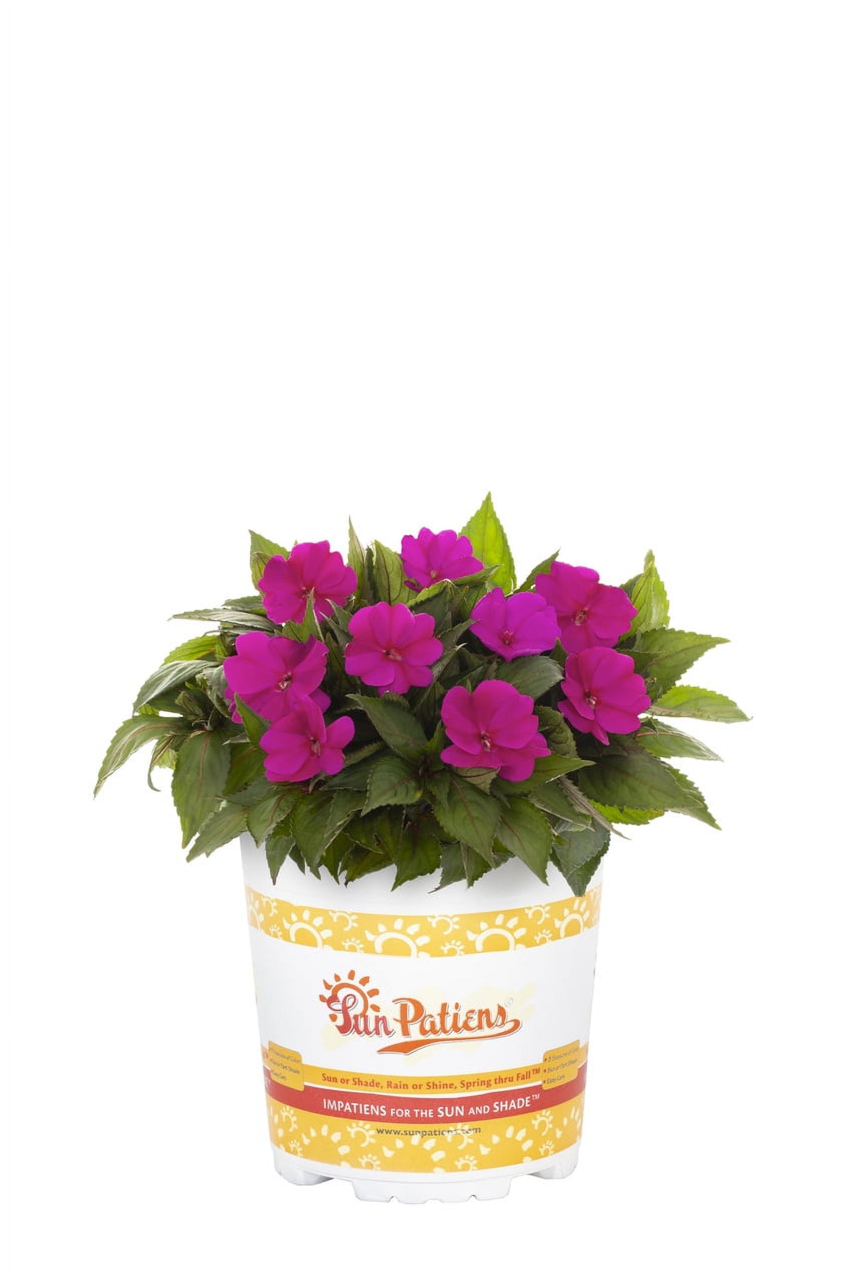 SunPatiens 2.5QT Pink Impatiens Live Annual Plant Sun 3-Pack