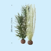 biOrb Medium Ambulia Plant Set - Aquarium Plant Decoration