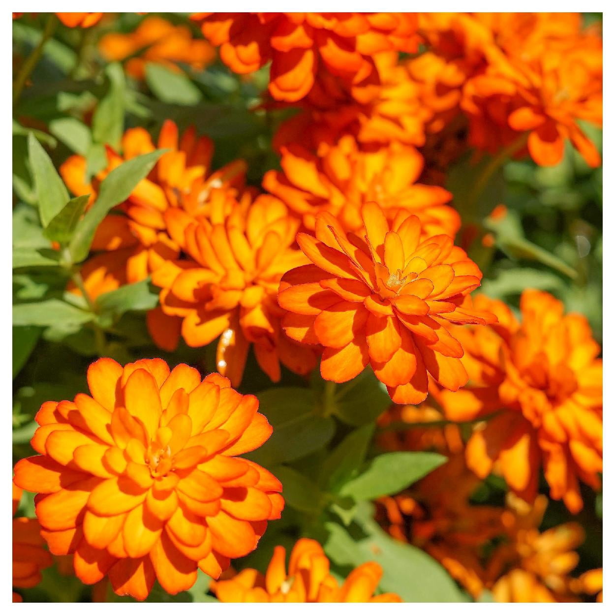 Everwilde Farms - 1 lb Orange King Zinnia Garden Flower Seeds - Gold Vault Bulk Seed Packet