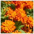 thumbnail image 2 of Everwilde Farms - 1/4 lb Orange King Zinnia Garden Flower Seeds - Gold Vault Bulk Seed Packet, 2 of 3