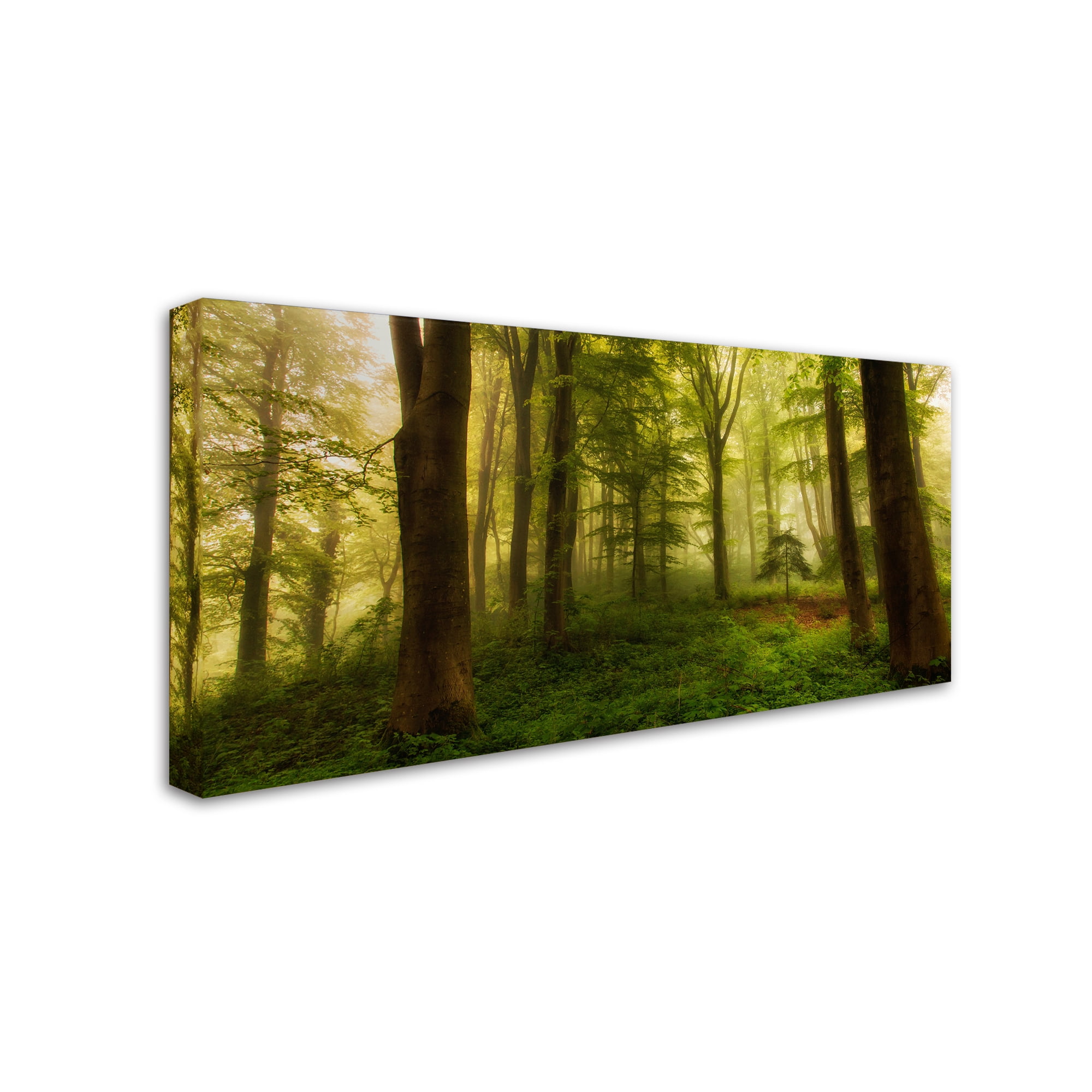 Trademark Fine Art 'The Little Tree' Canvas Art by Leif Londal
