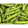thumbnail image 4 of Small Fava Bean Sprouting Microgreen/Annual/Full Sun/5 Seeds 1/8 oz /Zellajake Farm and Garden - B283, 4 of 5