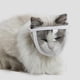 thumbnail image 1 of Cat Muzzle With Breathable Mesh - Mesh Muzzle For Cats To Prevent Biting And Chewing - Adjustable Anti-meow Muzzle Cover For Cats, White, M -sy, 1 of 5