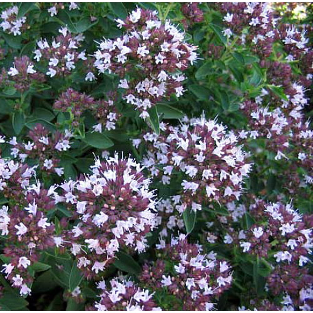 Compact Marjoram Live Herb Oregano 3" pot Flavor Greek, Italian