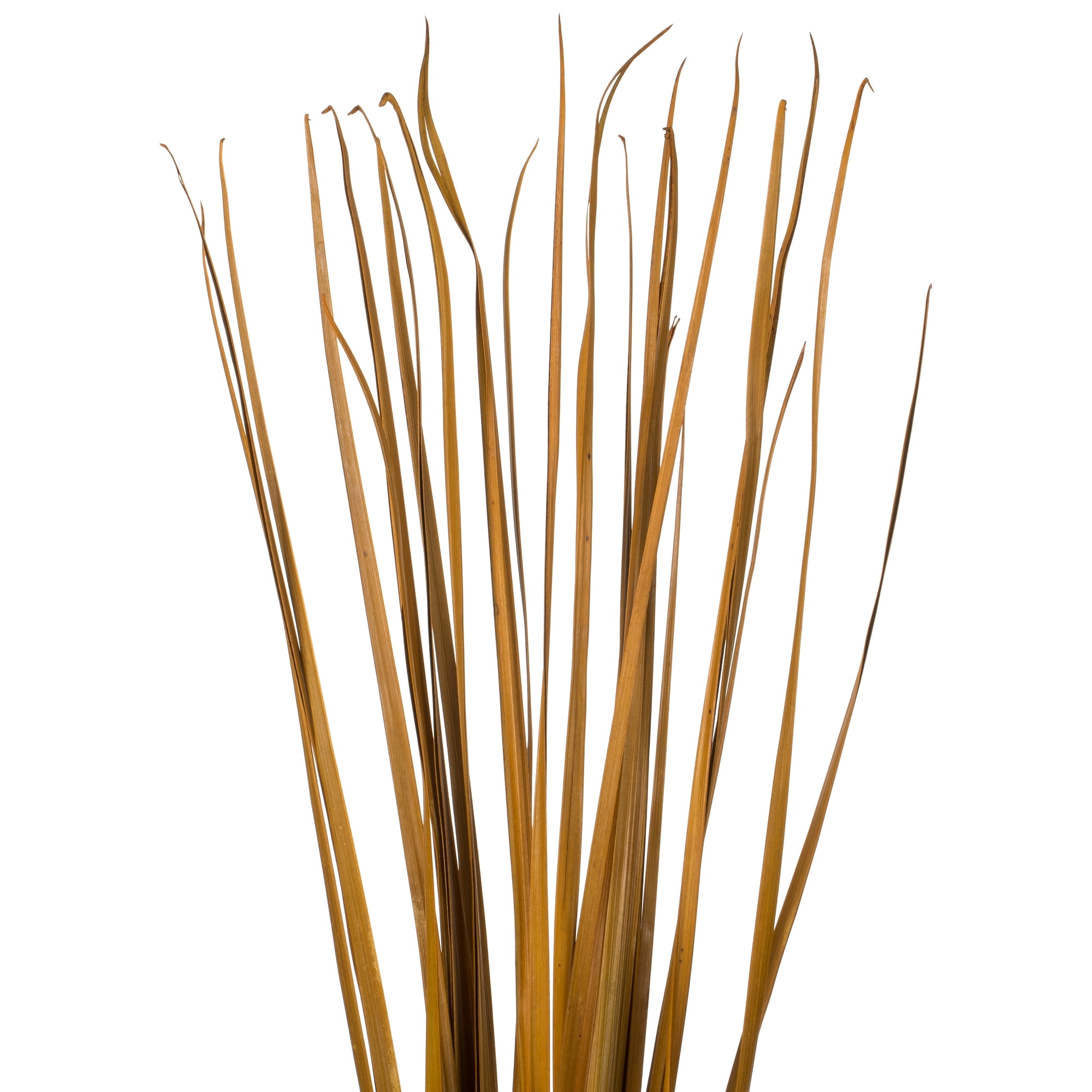 Vickerman 36-40" Aspen Gold Sable Grass, 7 oz Bundle, Dried
