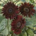 thumbnail image 4 of TomorrowSeeds - Chocolate Cherry Sunflower Seeds - 200+ Count - For 2026 Planting, 4 of 6
