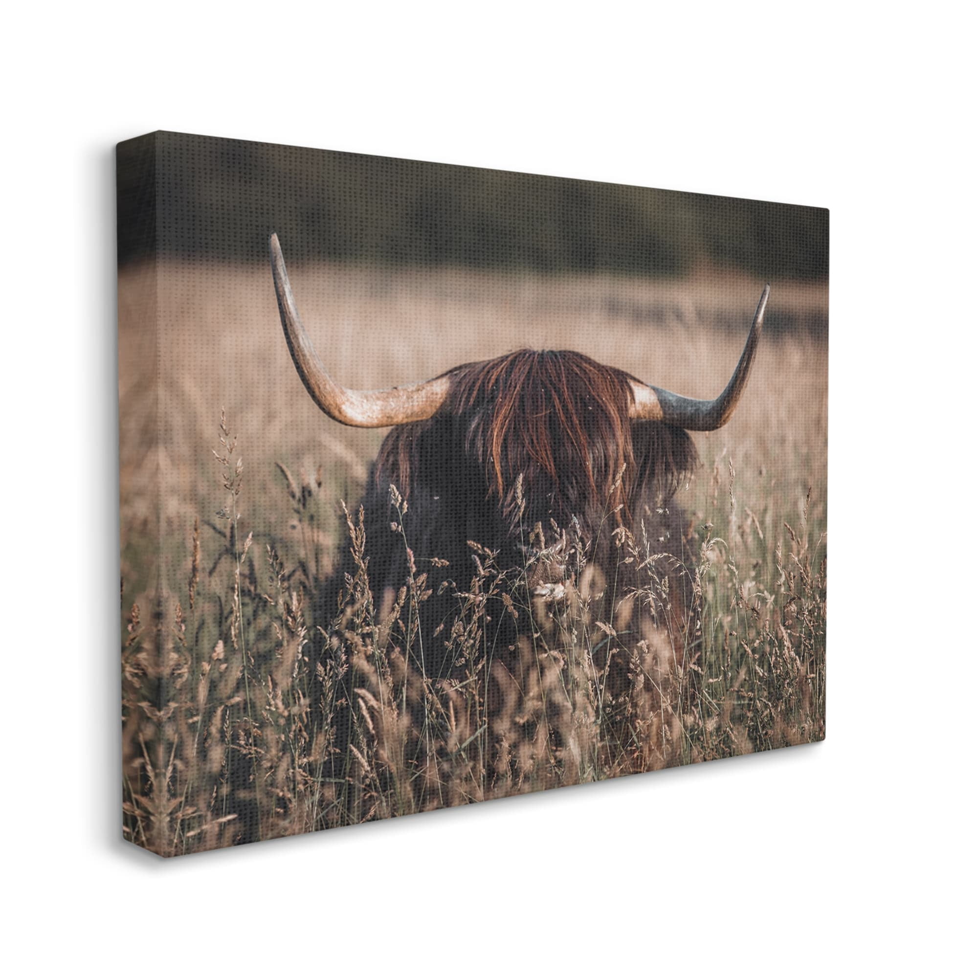 Stupell Industries Highland Cattle in Tall Grass Animals & Insects Photography Gallery Wrapped Canvas Print Wall Art