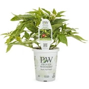 Proven Winners QT Peppers Fire Away