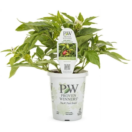 Proven Winners QT Peppers Fire Away