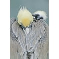 thumbnail image 2 of Morris, Arthur 23x32 White Modern Wood Framed Museum Art Print Titled - CA, La Jolla Brown pelican adult portrait, 2 of 4