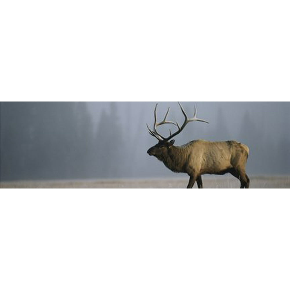 National Geographic Bull Elk in Meadow Rear Window Decal - Walmart.com ...