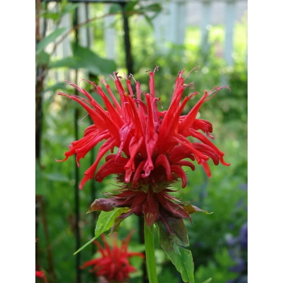 3 Bee Balm 'Jacob Cline' Monarda Plants in Separate 4 inch containers- Daylily Nursery…one plant per pot, you choose amount!