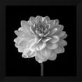 thumbnail image 2 of Assaf Frank 26x26 Black Modern Wood Framed Wall Art Titled - Dahlia flower on black background, 2 of 6