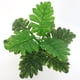 thumbnail image 4 of Naiovety Planta Artificial Hojas Boda Fiesta Evento Tela de Seda Hoja Hogar Oficina Planta Decoración Plantas Artificiales, 4 of 6