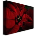 thumbnail image 2 of Trademark Fine Art "Poinsettia" Canvas Wall Art by Lois Bryan, 2 of 2