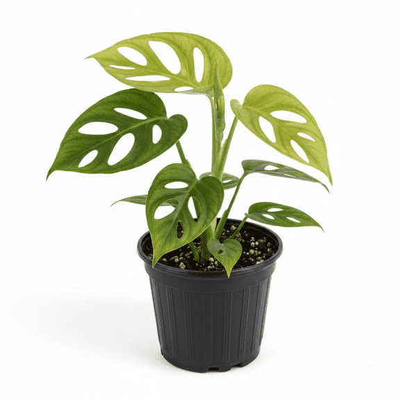 Monstera Plant, Swiss Cheese Monstera Plant Live in 4 Inches Pot, Easy Care Houseplant, Monstera Live Plant for Hanging Basket, Home Decoration