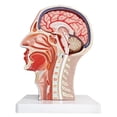 thumbnail image 3 of Modelo anatómico de cabeza media cabeza humana con cerebro extraíble, 3 of 8